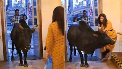 Watch: Amid Rain, Bull Seeks Shelter In Cafe And Then Attacks Woman - News18