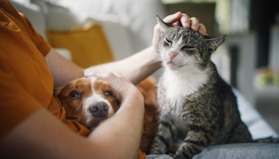 State Farm Pet Insurance: 2024 Review and Rates - NerdWallet