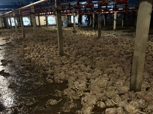 雞場12萬隻全淹死！ 台南農損破9千萬 災損金額可能擴大