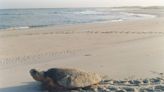 NC’s sea turtle season gets an early start. Loggerhead nests at 3 beaches so far