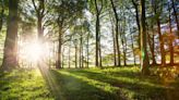 South Downs National Park planting 23,000 trees to restore disease-hit habitats