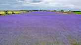 Mystery behind purple fields is revealed