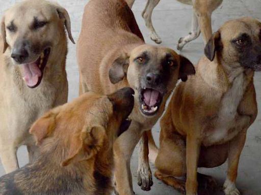 Panchkula administration yet to form committee to compensate dog-bite victims