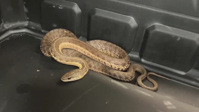 NYPD captures snake on West Village streets