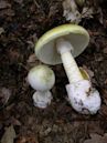 Amanita phalloides