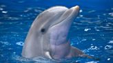 Dolphins May Get Alzheimer's Disease, Too