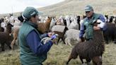 Plan ante Heladas y Friaje: entregarán 21,000 kits veterinarios para proteger al ganado
