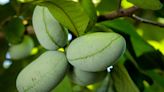 How the pawpaw, also known as a hillbilly mango, could be a climate change winner in NC