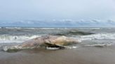 Whale deaths in NC and along the East Coast have officials searching for answers