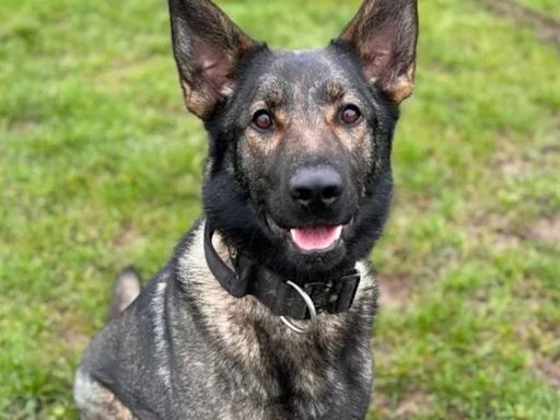 First picture of police dog who died responding to Watermead Park incident