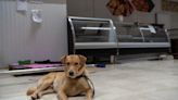 Brasil: Convierten un viejo supermercado en refugio de mascotas tras las inundaciones