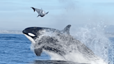 Killer Whale Head-Butts Dolphin into Stratosphere During Rare Southern California Sighting (VIDEO)