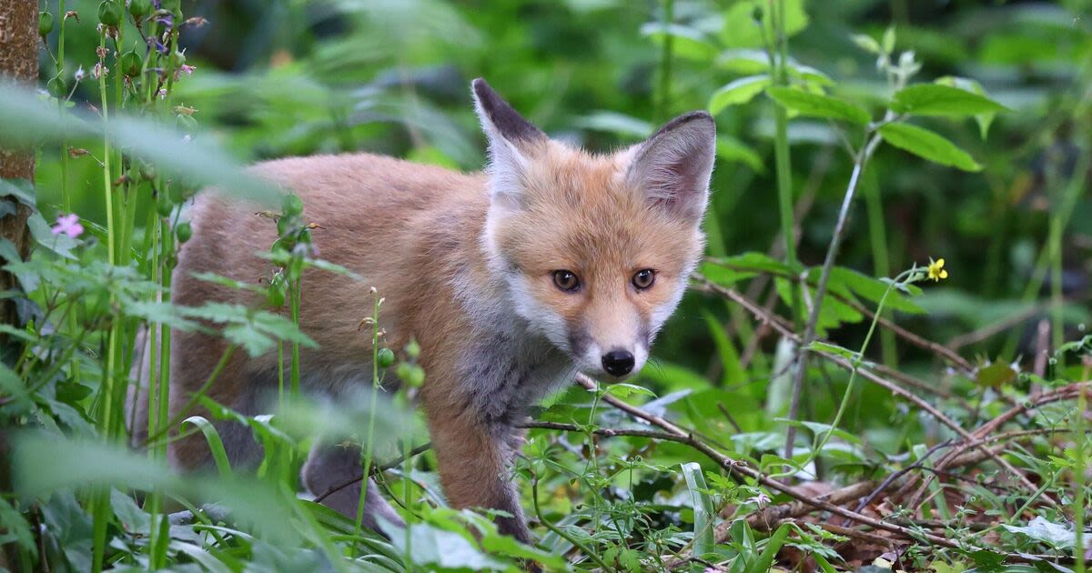 Deter foxes from your garden with 'humane' method