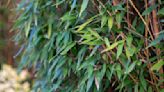Is bamboo drought-tolerant? How to choose the best types to survive dry conditions