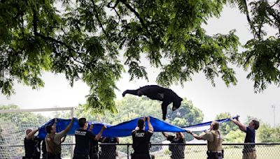 A tranquilized black bear takes a dive from a tree, falls into a waiting tarp
