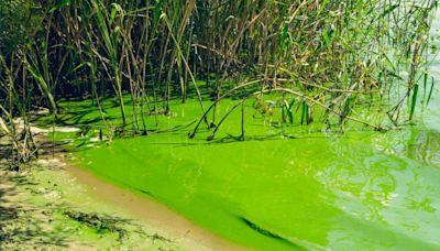 North Carolina Department of Environmental Quality urges caution around potentially dangerous algal blooms