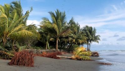 Espectaculares playas de Colombia para ver ballenas: dónde quedan y cómo llegar