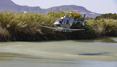 Helicópteros contra la mosca negra en el Xúquer