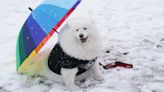 Dogs donning colourful outfits strut their stuff as Crufts returns