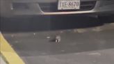 A rat infestation is costing a neighborhood thousands of dollars in car damages