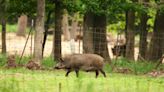 These are Missouri’s most invasive animals. What should you do if you find one?