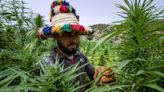 Los cultivadores de cannabis en Marruecos salen de la clandestinidad