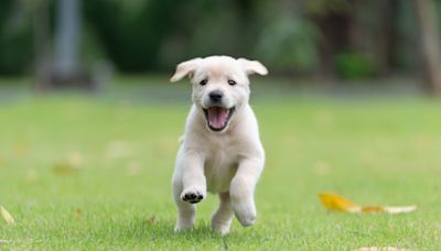 Queen Camilla Gives Adorable Medical Protection Labrador Puppy the Cutest Name