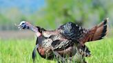 So, you want to kill a spring gobbler? Here's what you need to know as a beginner - Outdoor News