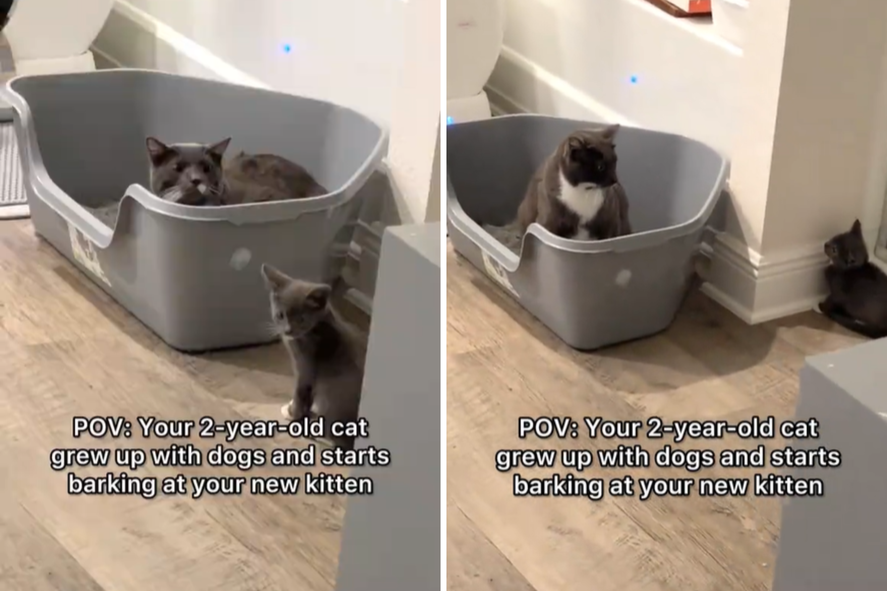 Cat raised by dogs, starts "barking" at new kitten in viral video