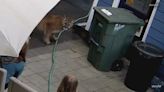 Close encounters of the cougar kind: Monroe family has near run-in with cougar in backyard