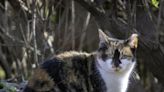 Feral, free-roaming cats upset bird populations. Here's how Hoosiers can help