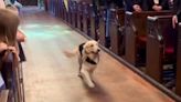 Tuxedo-Clad Golden Retriever Named Pancakes Nails His Job as Couple's Wedding Ring Bearer — See the Video!