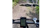 Have You Seen This? Cyclist knows how to sweet-talk gators