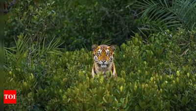 Bangladesh charges 26 for destruction of vast mangrove forest - Times of India