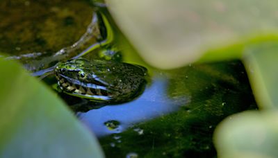 SC snake handler bitten by world's most venomous snake; a look at SC's most snake-infested lakes