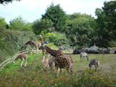 Belfast Zoo