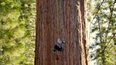 General Sherman passes health check but world's largest trees face growing climate threats