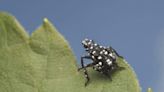 Spotted Lanternfly Nymphs Emerge in Southern Ohio-Ashley Kulhanek Amy Stone | 55KRC | Ron Wilson