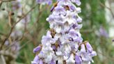 What are the purple flowers in Pennsylvania along the road?