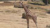 Meet Oakland Zoo's latest bundle of joy, a male giraffe named Nuru