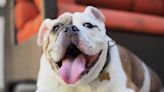 Video of Bulldog Sweetly Asking for Permission to Sleep in His Sister's Bed Is Just Precious