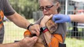 ASPCA helps Union County deputies rescue more than 50 dogs, cats from ‘filthy conditions’