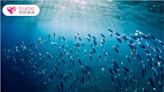 大海中的藻類能取代動物性營養來源？營養界掀起「藍色革命」，為生態效益帶來正面發展 |健康-KingNet國家網路醫藥