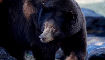 Video shows bear walk across football practice at Northern California school