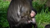 ‘It’s a boy!’: Columbus Zoo announces birth of mandrill
