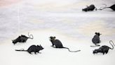 Why do Florida Panthers fans throw fake rats onto the ice? How the tradition began