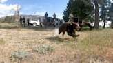 Video captures moment young bears saved after mom’s death return to wild in California