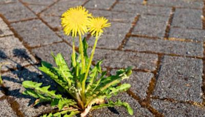 Stop using vinegar to remove patio weeds as there is a more ‘effective’ method