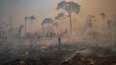 Deforestation dropped 34% in the Amazon during Lula’s first 6 months in office