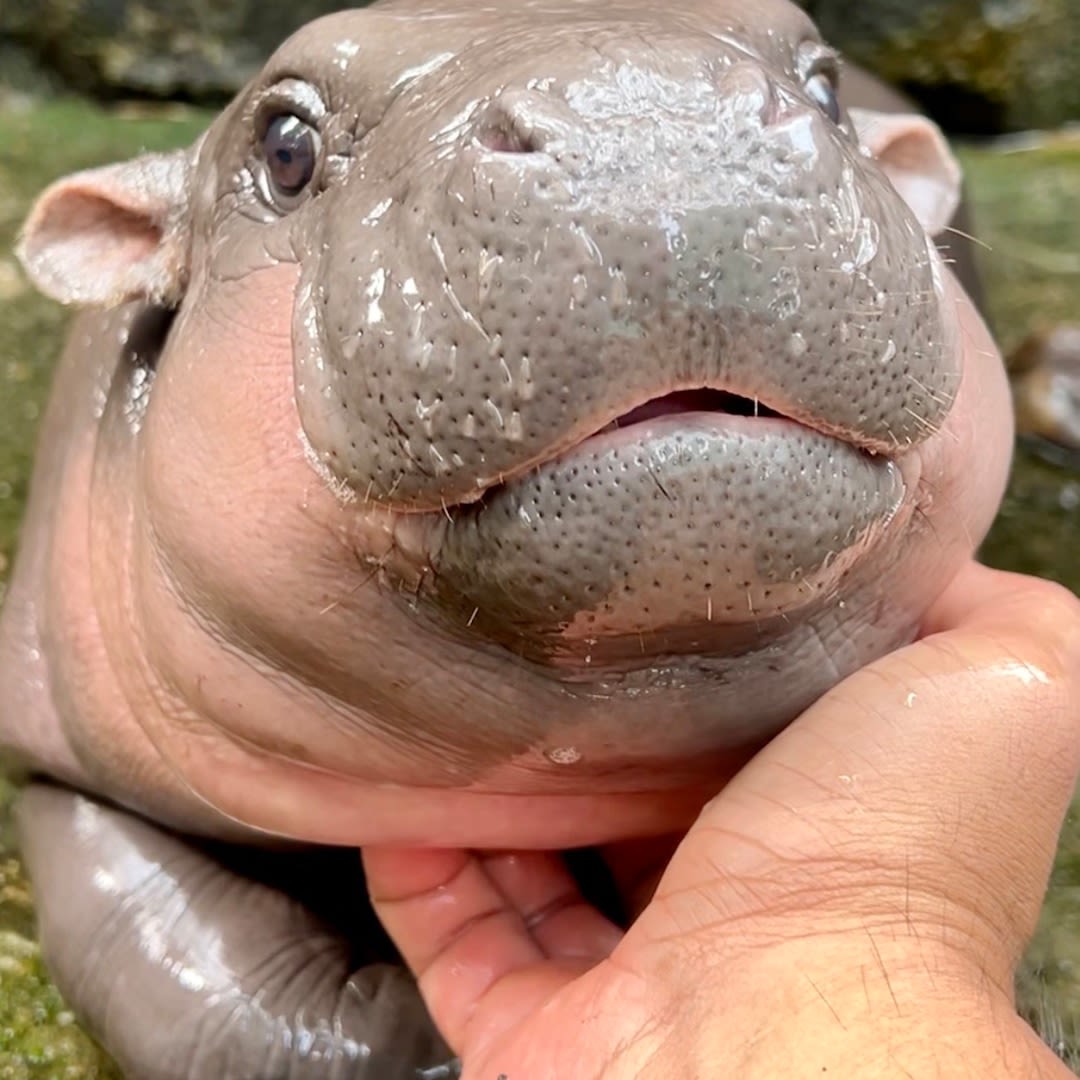 Meet Little Moo Deng, the Playful Baby Hippo Who Has Stolen Hearts Everywhere - E! Online